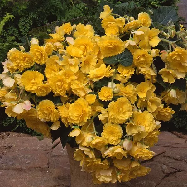 Бегония клубневая Sun Dancer Жёлтая - Yellow, Begonia x tuberosa - Фото №3