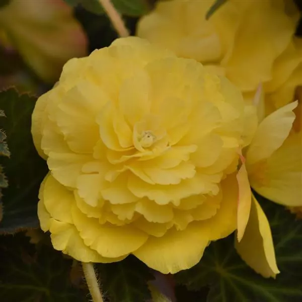 Бегония клубневая Sun Dancer Жёлтая - Yellow, Begonia x tuberosa - Фото №1