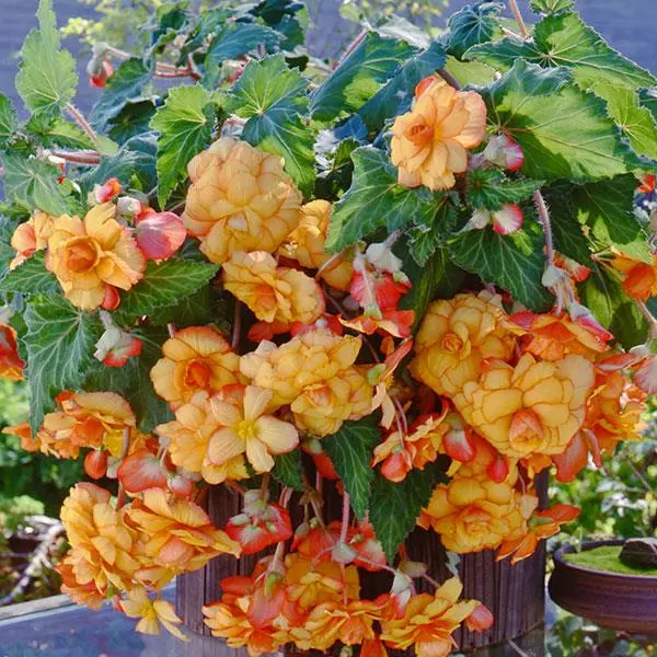 Бегония клубневая Sun Dancer Жёлтая с красной каймой - Yellow Red Picotee, Begonia x tuberosa - Фото №2