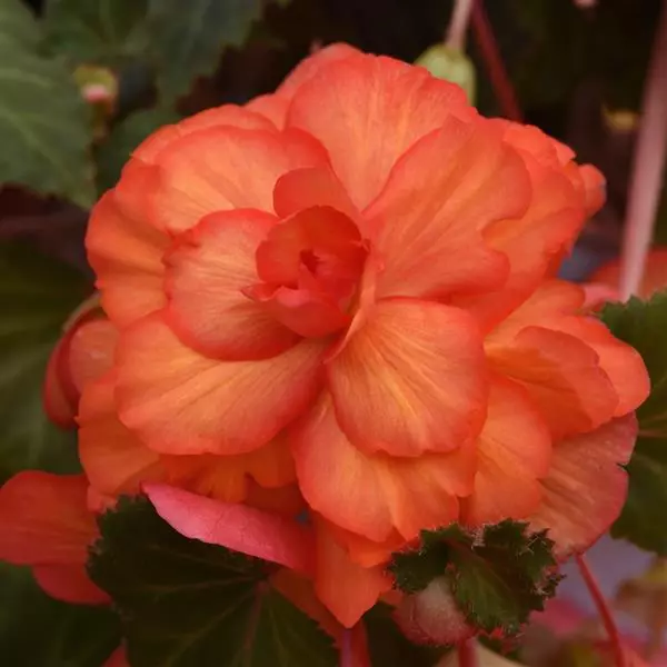 Бегония клубневая Sun Dancer Жёлтая с красной каймой - Yellow Red Picotee, Begonia x tuberosa - Фото №1