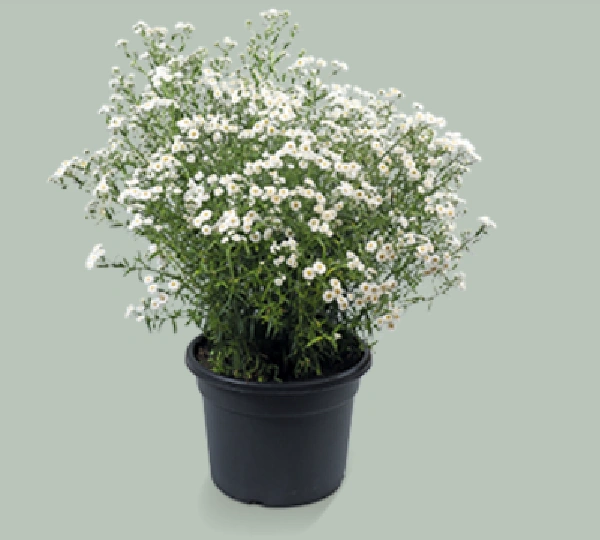 Алхемила Птармика Маршмеллоу - Achillea Ptarmica Marshmallow - Фото №1