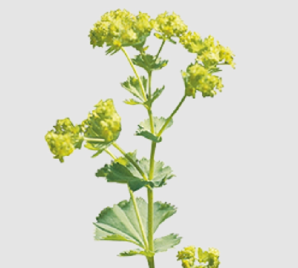 Алхемила Моллис Триллер - Alchemilla mollis Thriller - Фото №1