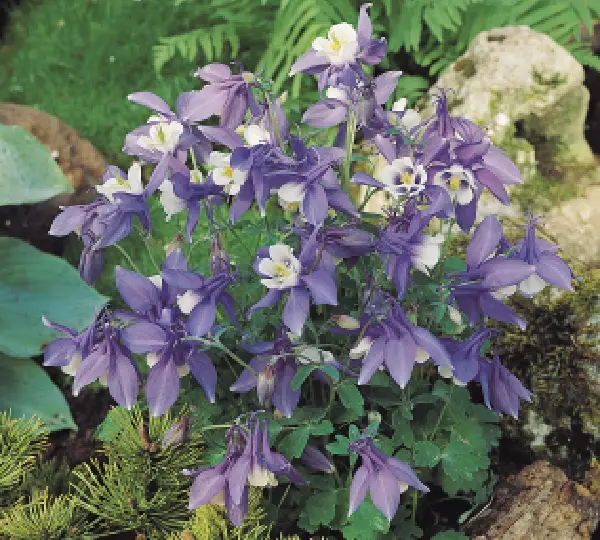 Аквилегия гибрида Спринг Мэджик Блю энд Вайт - Aquilegia hybrida Spring Magic Blue and White