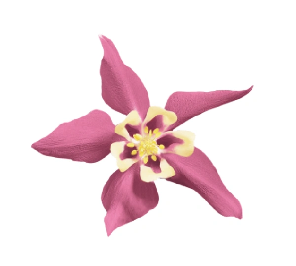 Аквилегия гибрида Спринг Мэджик Роуз энд Айвори - Aquilegia hybrida Spring Magic Rose and Ivory