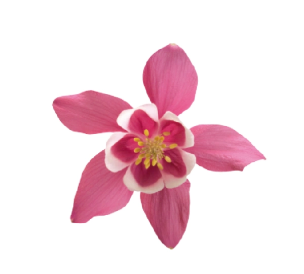 Аквилегия гибрида Спринг Мэджик Роуз энд Вайт - Aquilegia hybrida Spring Magic Rose and White