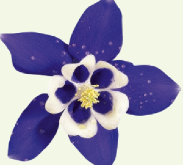 Аквилегия гибрида Спринг Мэджик Нэви энд Вайт - Aquilegia hybrida Spring Magic Navy and White