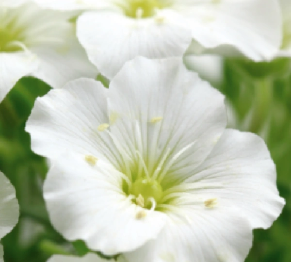 Аренария монтана Сноубанк - Arenaria montana Snowbank