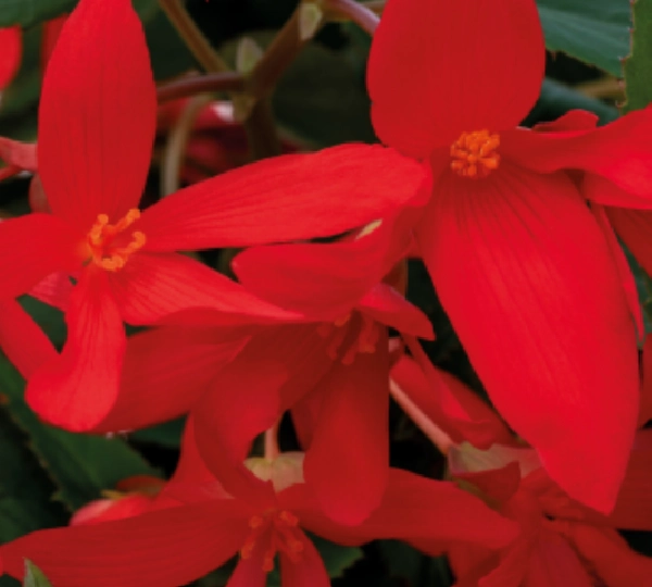 Бегония боливиенсис Груви Красный - Begonia boliviensis Groovy Red