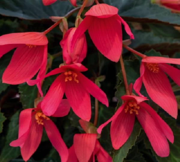 Бегония боливиенсис Груви Роза - Begonia boliviensis Groovy Rose