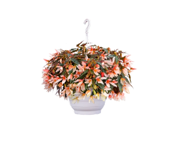 Бегония боливиенсис Груви Лососевый Двухцвет - Begonia boliviensis Groovy Salmon Bicolor