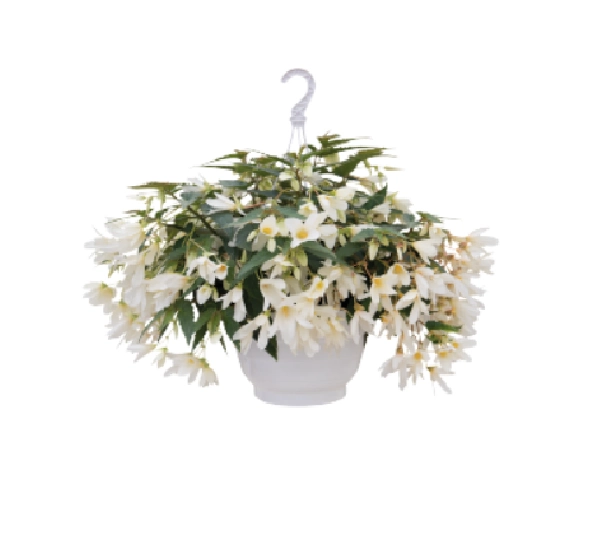 Бегония боливиенсис Груви Белый - Begonia boliviensis Groovy White