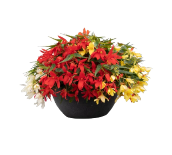 Бегония боливиенсис Груви Микс - Begonia boliviensis Groovy Mix
