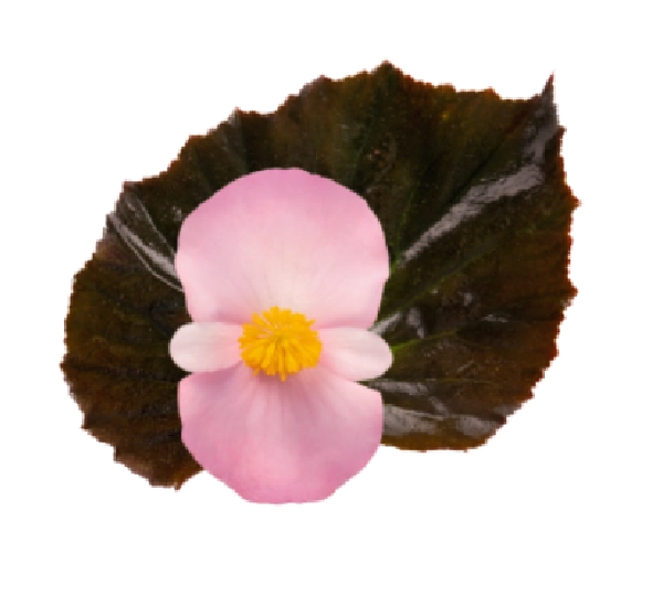 Бегония межвидовая Стоунхедж Лайт Пинк Бронз Лиф - Begonia x hybrida Stonehedge Light Pink Bronze Leaf