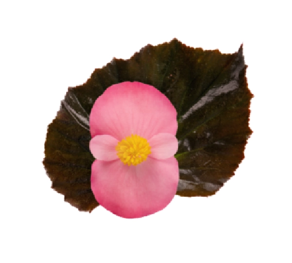 Бегония межвидовая Стоунхедж Роуз Бронз Лиф - Begonia x hybrida Stonehedge Rose Bronze Leaf