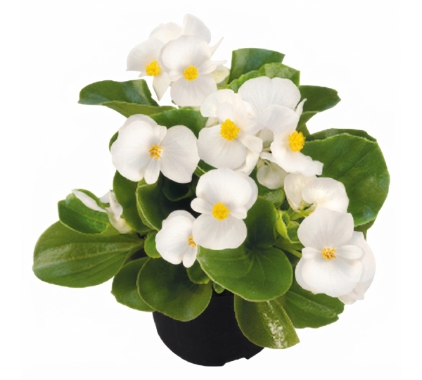 Бегония вечноцветущая F1 Спринт ПЛЮС Белый - Begonia semperflorens F1 Sprint  PLUS White