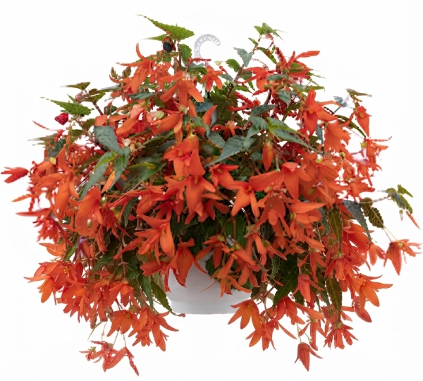 Бегония боливиенсис Груви Оранжевый - Begonia boliviensis Groovy Orange