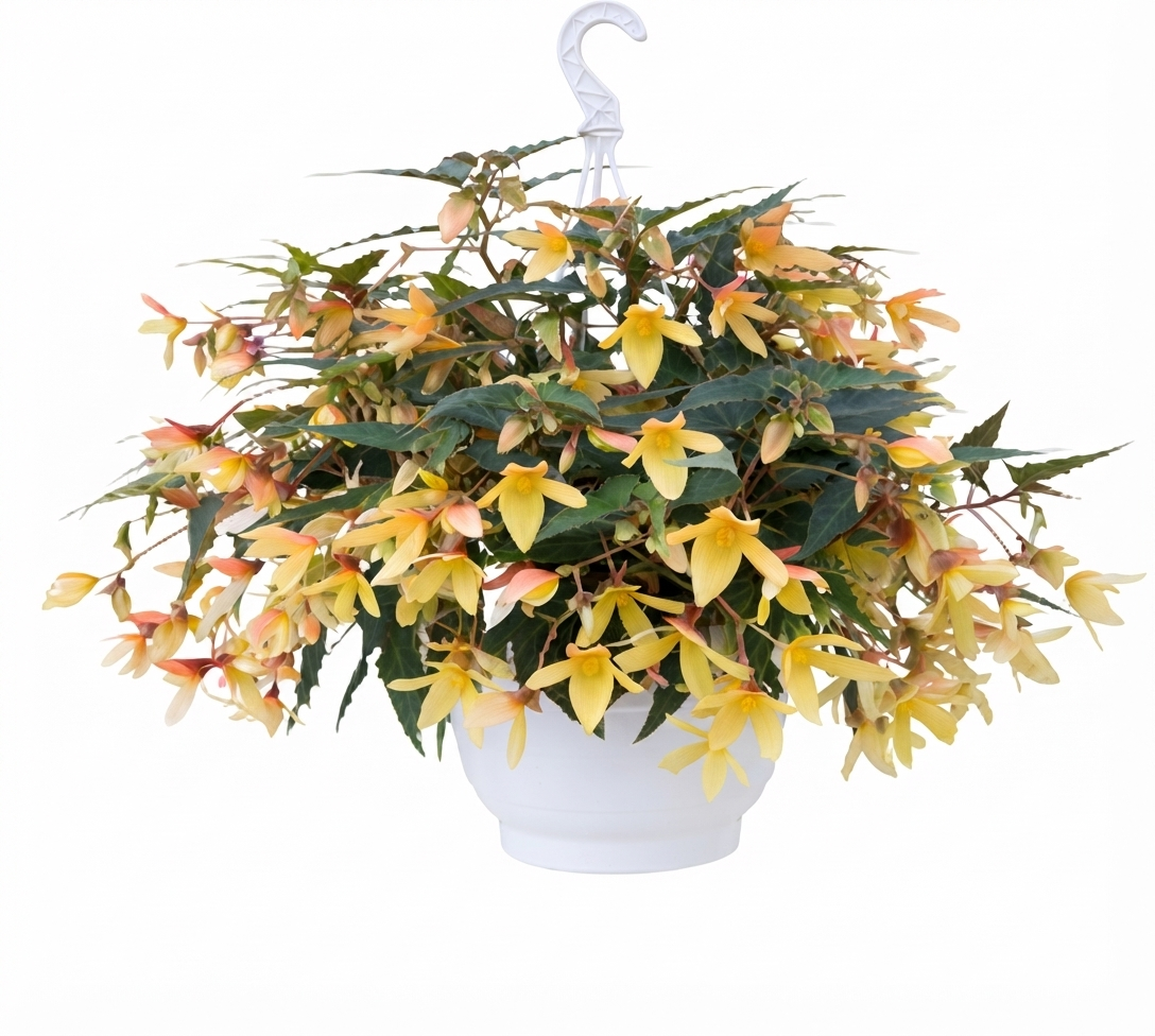 Бегония боливиенсис Груви Мелло Йелло - Begonia boliviensis Groovy Mellow Yellow