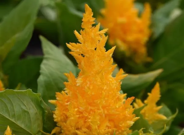 Целозия Фест Флэйм Yellow  -  Celosia First Flame Yellow - Фото №1