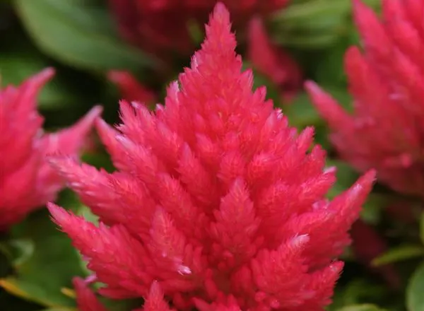 Целозия Айс Крим Пинк  -  Celosia Ice Cream Pink - Фото №1