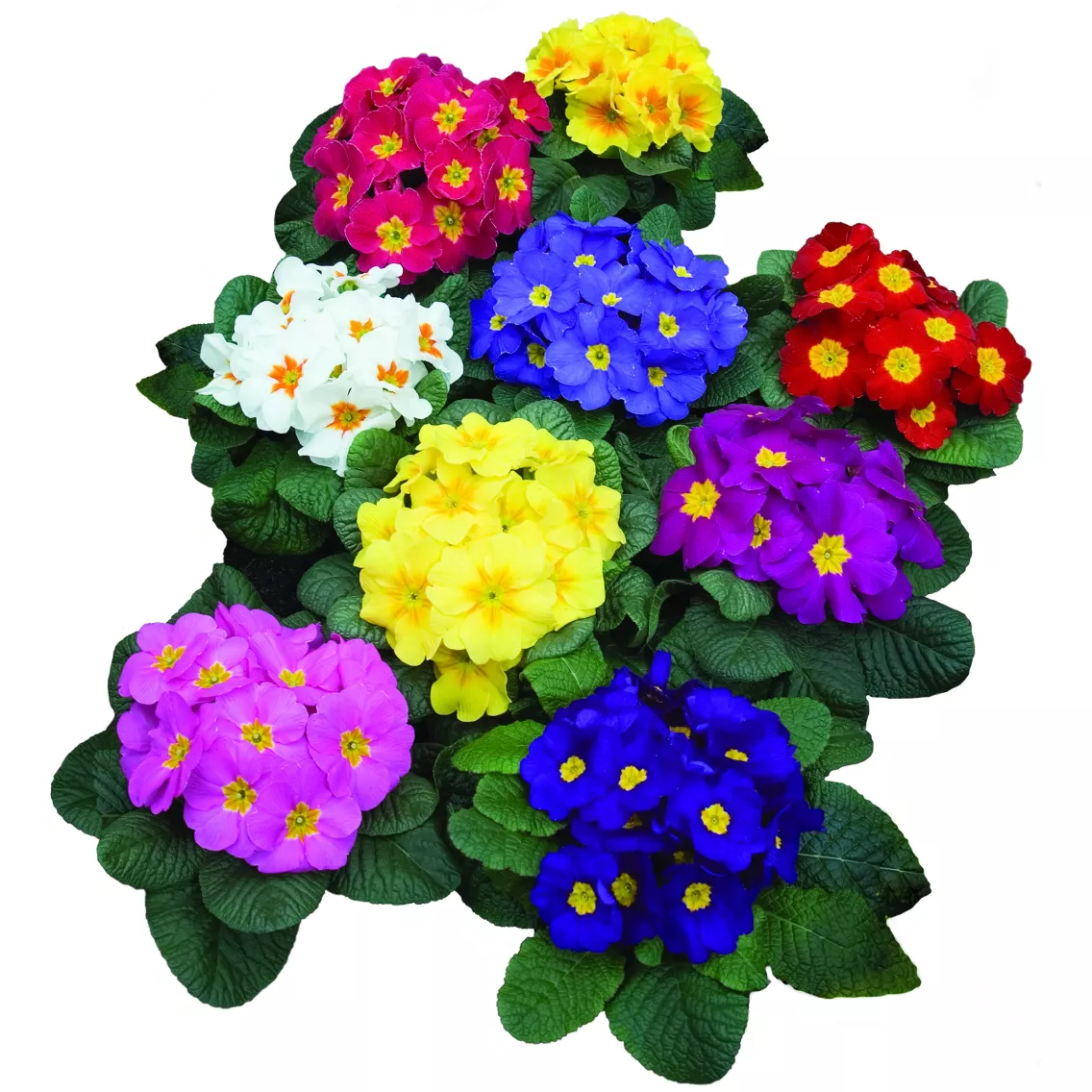 Примула Орион Смесь - Primula acaulis Orion Mix - Фото №1