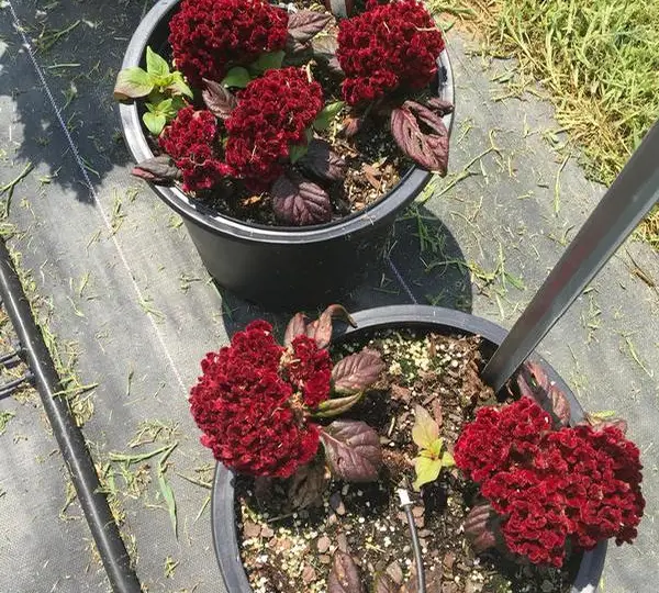 Целозия Брейниак Равен Ред - Celosia Brainiac Raven Red - Фото №2