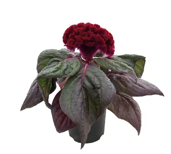 Целозия Брейниак Равен Ред - Celosia Brainiac Raven Red - Фото №3