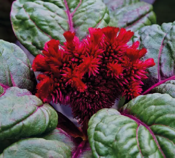 Целозия Брейниак Равен Ред - Celosia Brainiac Raven Red - Фото №1