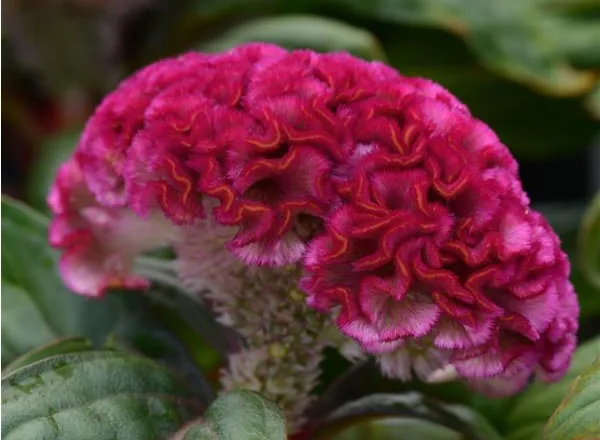Целозия Концертина Пинк  - Celosia Concertina Pink Celosia - Фото №1