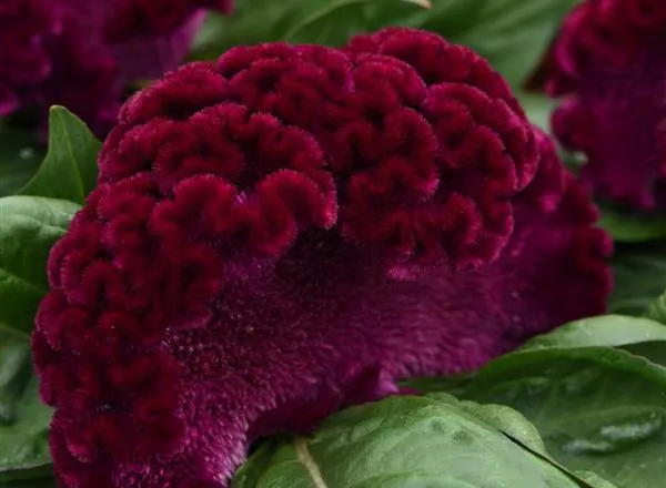 Целозия Концертина Пурпурная  - Celosia Concertina Purple  - Фото №1