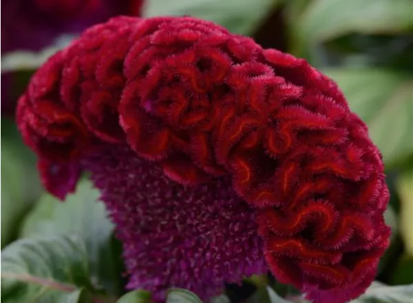 Целозия Концертина Ред - Celosia Concertina Red  - Фото №1