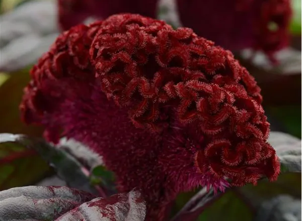 Целозия Концертина Ред Дарк  - Celosia Concertina Red Dark Leaf  - Фото №1