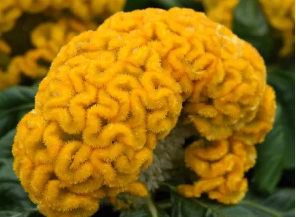 Целозия Концертина Yellow  - Celosia Concertina Yellow  - Фото №1