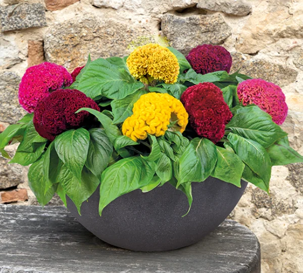 Целозия Кристата Брейниак Микс - Celosia Cristata Brainiac Mix - Фото №1