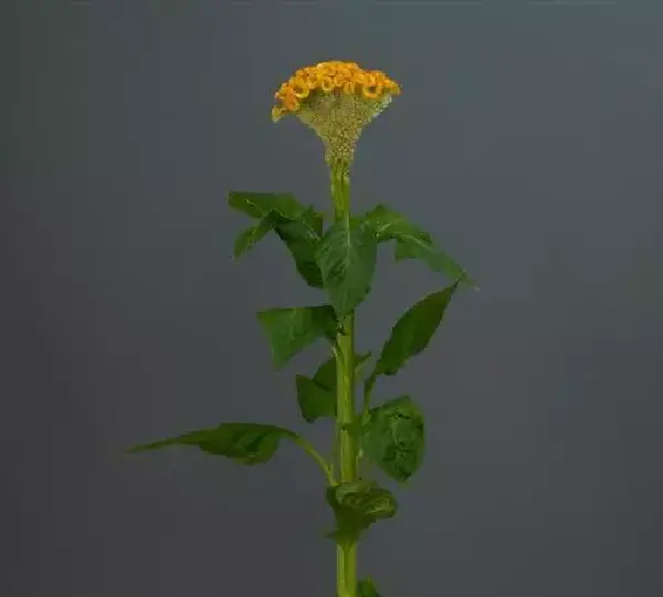 Целозия Нео Голд - Celosia cristata Neo Gold - Фото №2