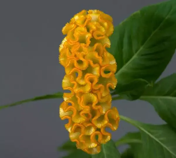 Целозия Нео Голд - Celosia cristata Neo Gold - Фото №1