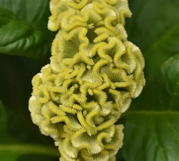 Целозия Нео Грин - Celosia cristata Neo Green - Фото №1
