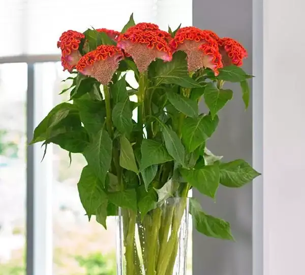 Целозия Нео Оранж - Celosia cristata Neo Orange - Фото №2