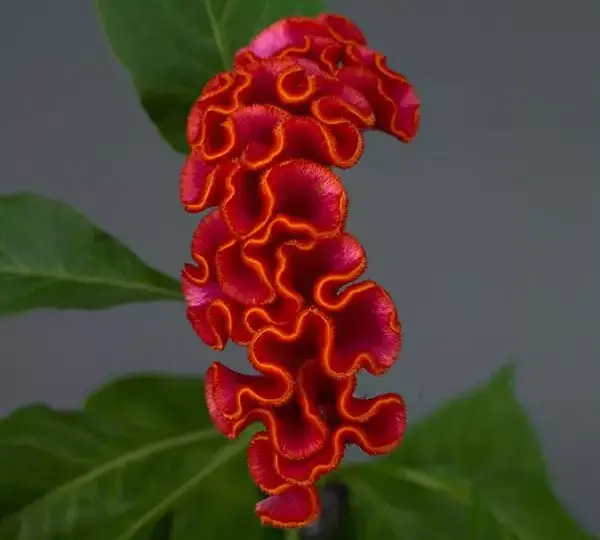 Целозия Нео Оранж - Celosia cristata Neo Orange - Фото №1
