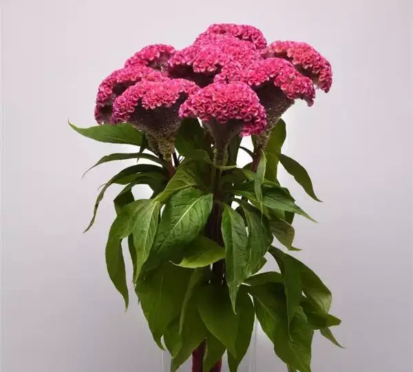 Целозия Нео Пинк - Celosia cristata Neo Pink - Фото №2
