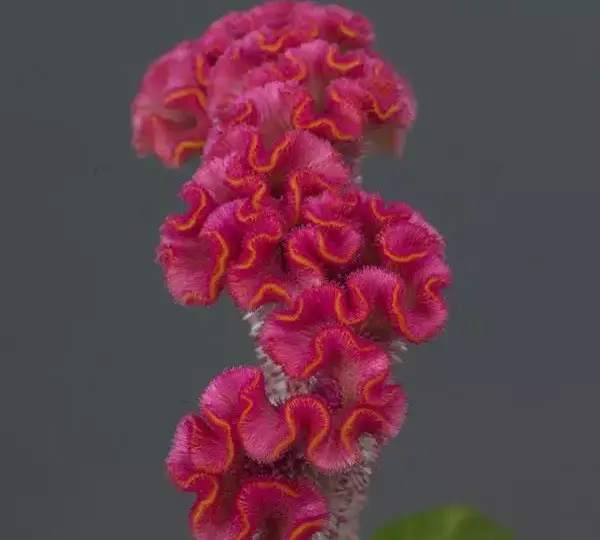 Целозия Нео Пинк - Celosia cristata Neo Pink - Фото №1