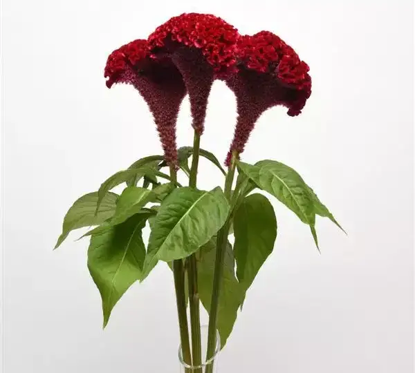 Целозия Нео Ред - Celosia cristata Neo Red - Фото №2