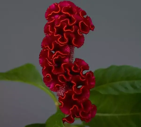 Целозия Нео Ред - Celosia cristata Neo Red - Фото №1