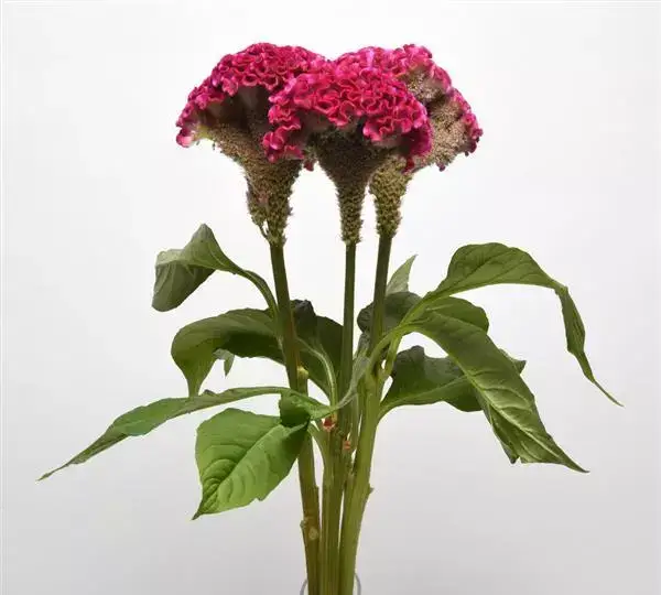 Целозия Нео Роуз - Celosia cristata Neo Rose - Фото №2