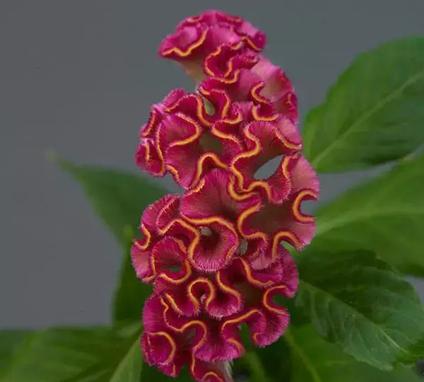 Целозия Нео Роуз - Celosia cristata Neo Rose - Фото №1