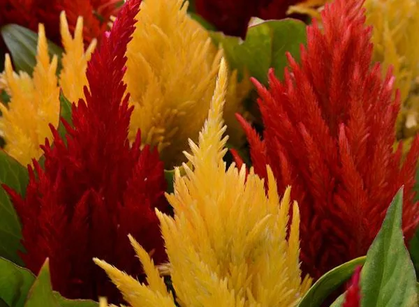 Целозия Фест Флейм Микс  - Celosia First Flame Mixture Celosia - Фото №1