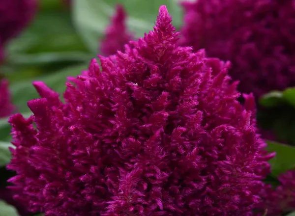 Целозия Фест Флейм Пурпур - Celosia First Flame Purple  - Фото №1