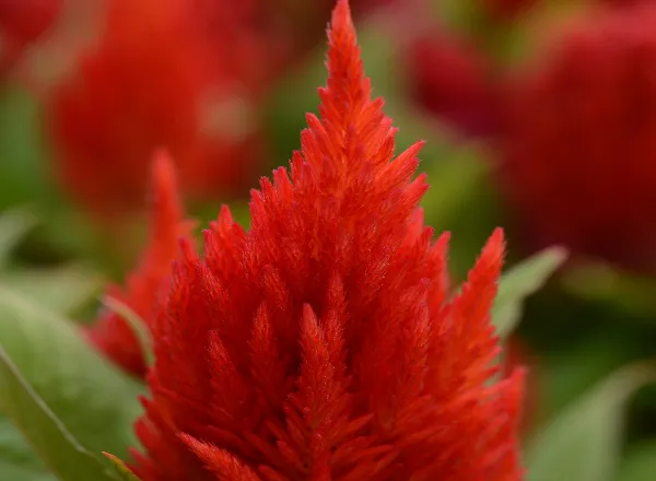Целозия Фест Флейм Скарлетт - Celosia First Flame Scarlett - Фото №1