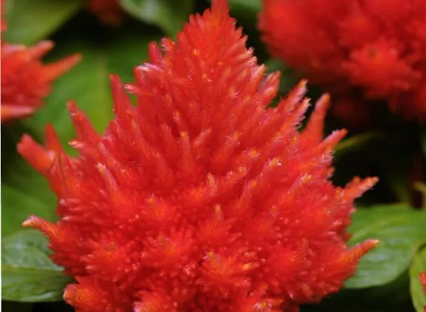 Целозия Айс Крим Orange  - Celosia Ice Cream Orange  - Фото №1