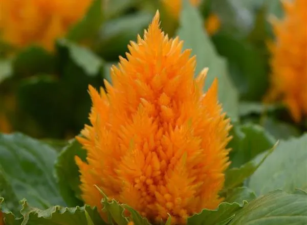 Целозия Айс Крим Yellow 