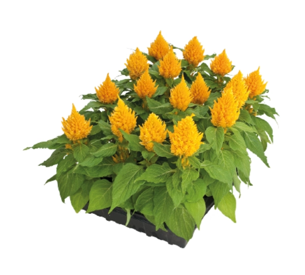 Целозия перистая Глориус Йеллоу - Celosia plumosa Glorius Yellow - Фото №2